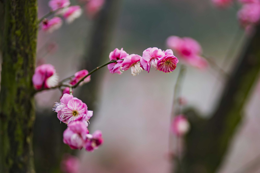 t÷`ooጷųƢķSMz