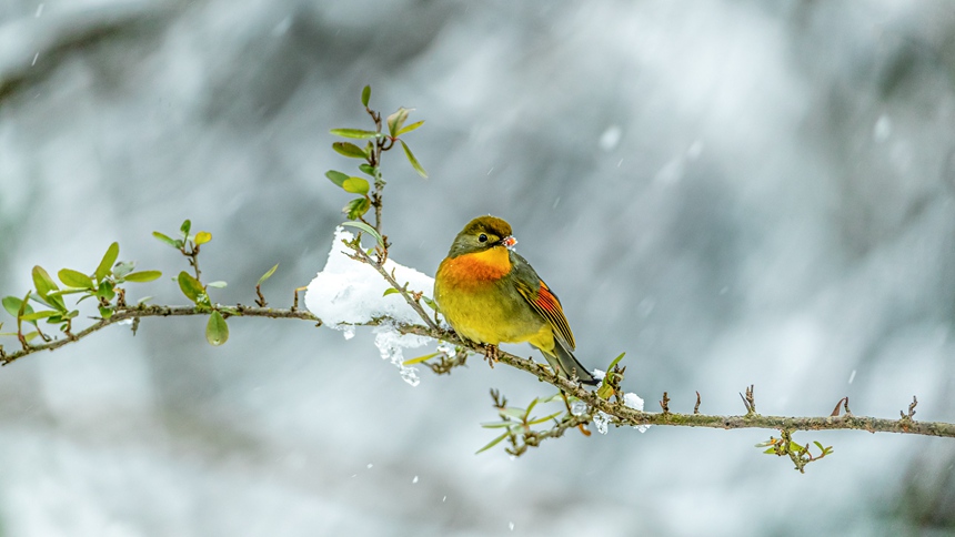 ؑcϴ^(q)ɽƺ(zhn)RδĔz˼Bz