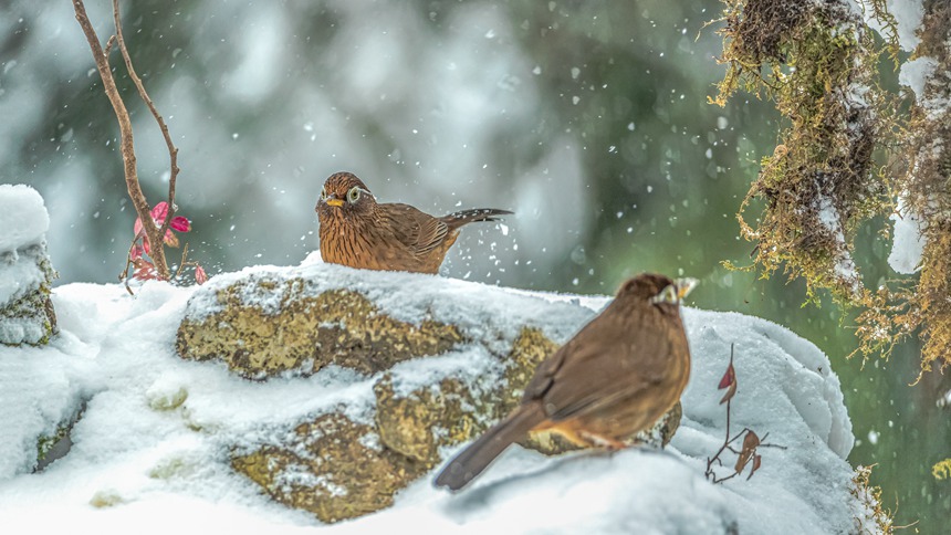 ؑcϴ^(q)ɽƺ(zhn)RδĔz_üz