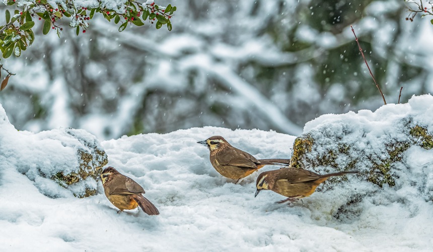 ؑcϴ^(q)ɽƺ(zhn)RδĔzİaz