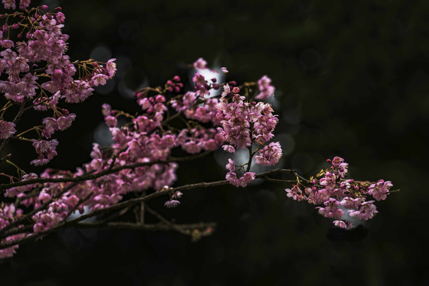 紺£ɽֲ@ѻڳů£M`SMz