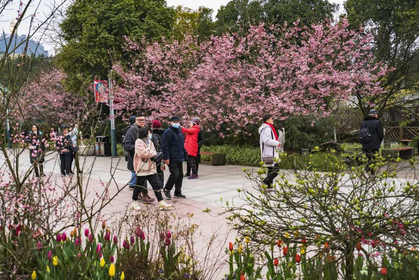 ɽֲ@ѻ`οǰ^pSMz