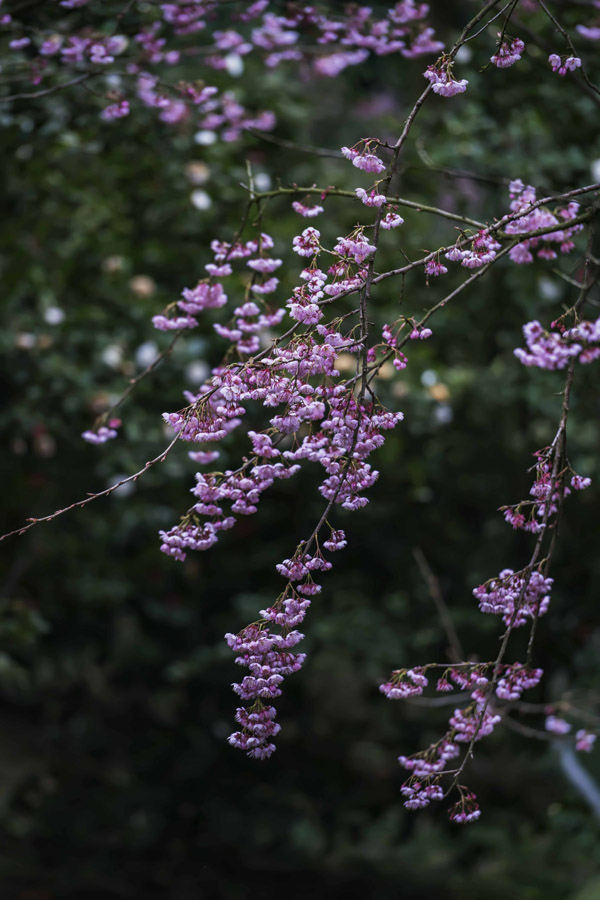 紺ɽֲ@ѻڳůM`SMz