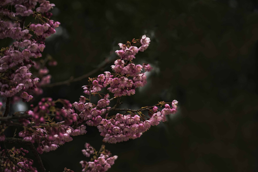 紺ɽֲ@ѻڳůM`SMz