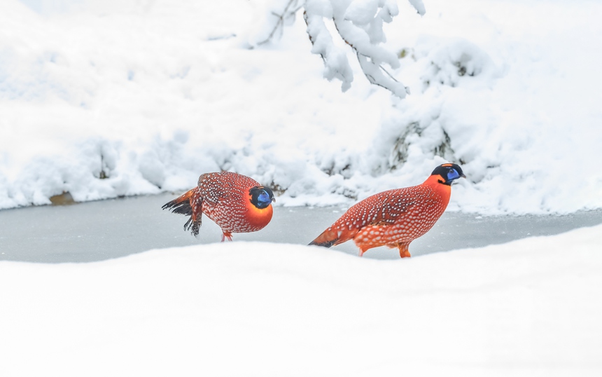 tBؑcϴ^(q)ɽȻo(h)^(q)ѩ̤ѩҒʳz