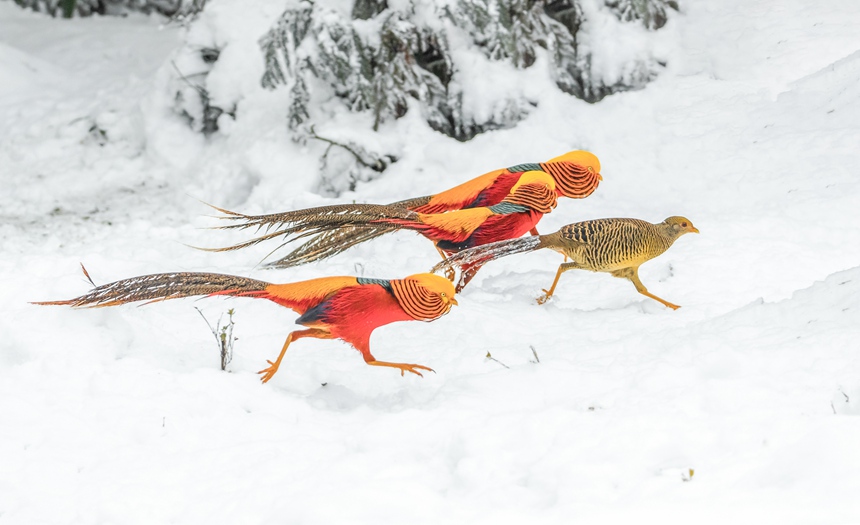 Bؑcϴ^(q)ɽȻo(h)^(q)Ғʳz