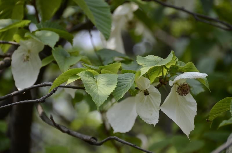 ؑcl(f)F(xin)ϡlΣN·ֲN232(g)4