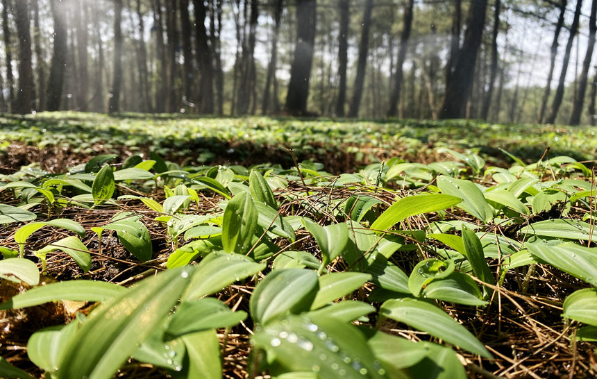 l(xing)SðѿSӔz