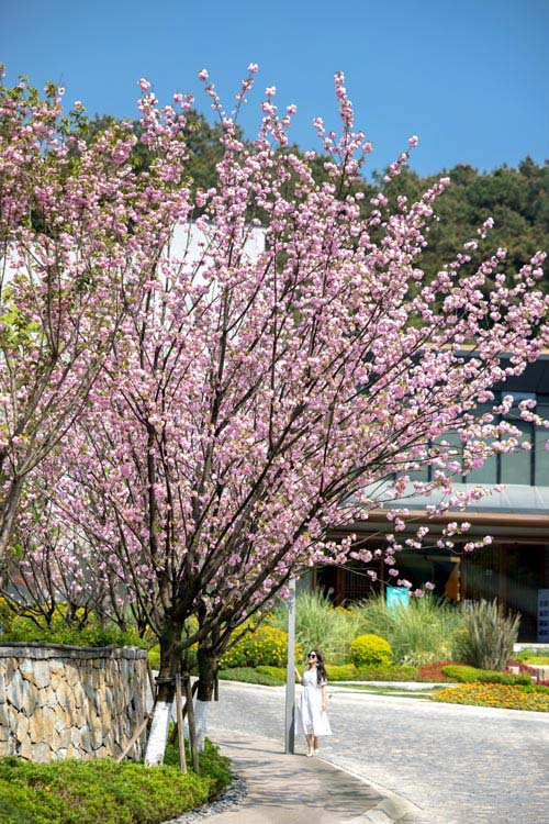 游客在重慶鐵山坪森林公園賞花游玩。張坤琨攝