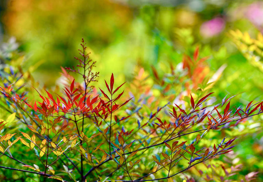 春日廣陽島映襯在姹紫嫣紅的綠色之中。崔景印攝