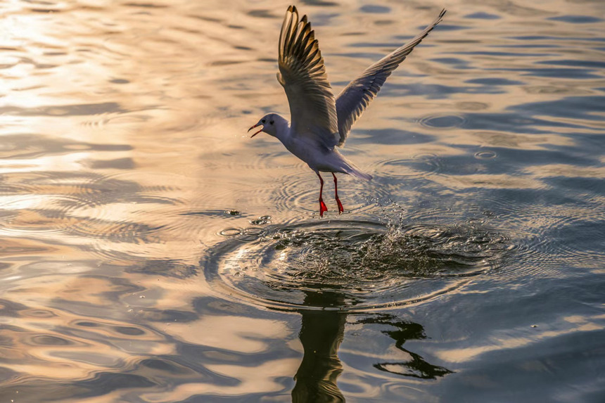 B(nio)w(li)ؑcƽp(gu)ҝع@D