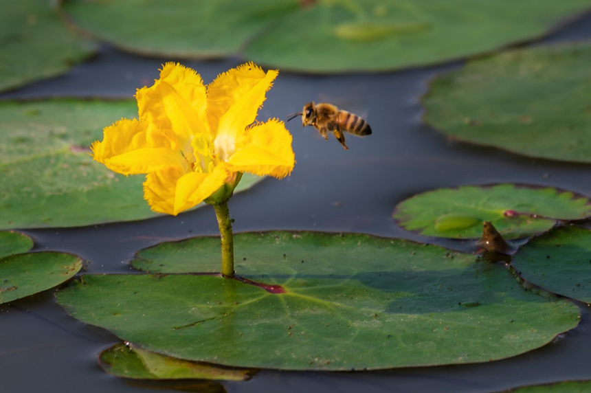 ۷䱻pؑcƽp(gu)ҝع@D