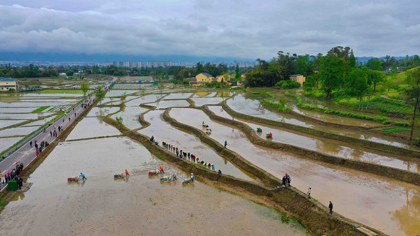 村民利用插秧機(jī)插秧。劉輝攝