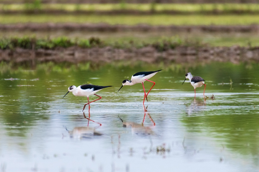 һȺڳL(zhng)_ؑcƽ^(q)ķˮˮϢȑєz