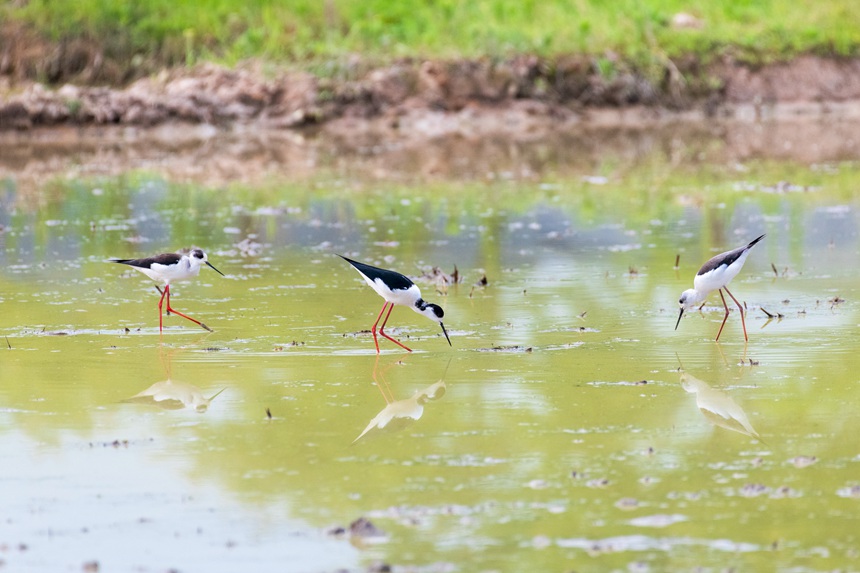 ؑcƽ^(q)ķˮڳL(zhng)_ɃˮҒʳȑєz