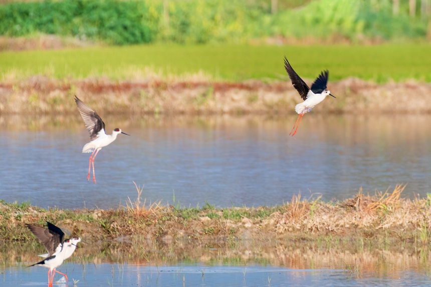 ؑcƽ^(q)ķˮڳL_wȑєz