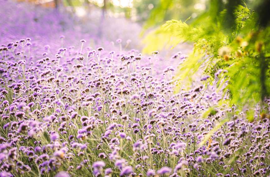 ССĻSL(fng)uҷ̎ƯĚϢ?jn)z