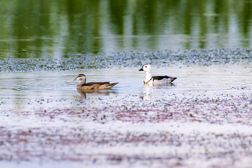 國家二級保護(hù)動物棉鳧在雙桂湖國家濕地公園荇菜群中棲息、覓食。余先懷攝