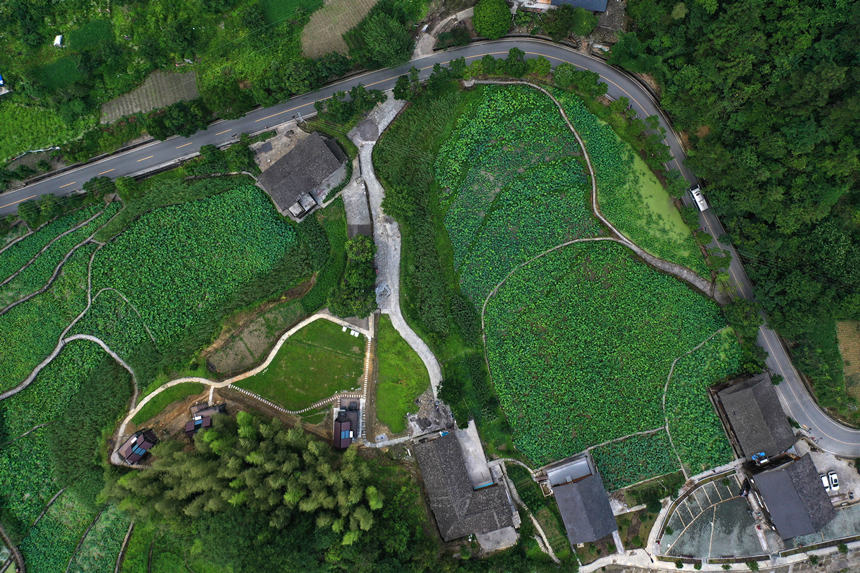 重慶市黔江區(qū)小南海鎮(zhèn)新建村土家十三寨荷田。楊敏攝