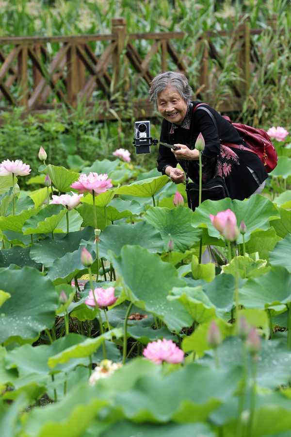 游客在重慶市黔江區(qū)小南海鎮(zhèn)新建村土家十三寨荷田里賞花。楊敏攝