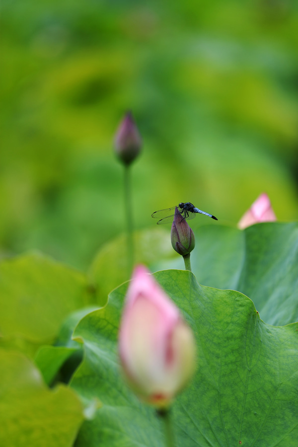 蜻蜓停在荷苞上。楊敏攝