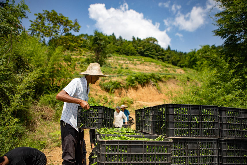 溶溪鎮(zhèn)羅家村村民將辣椒裝車轉(zhuǎn)運(yùn)。胡程攝