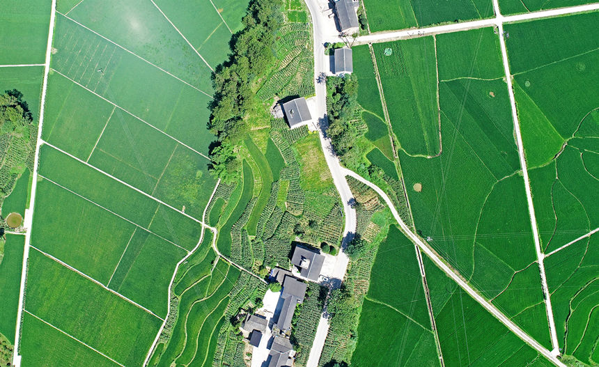 涪陵馬武鎮(zhèn)文觀村田間風景如畫。黃河攝