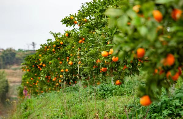 無人果園掛果期。渝北區(qū)委網(wǎng)信辦供圖