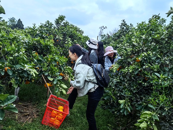 鄉(xiāng)村特色種植吸引游客紛至沓來（資料圖）。銅梁區(qū)委網(wǎng)信辦供圖
