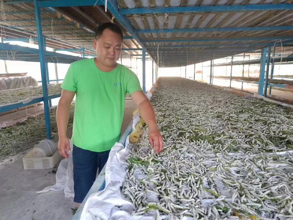 郭高奎正在疏蠶。張雪蓮攝