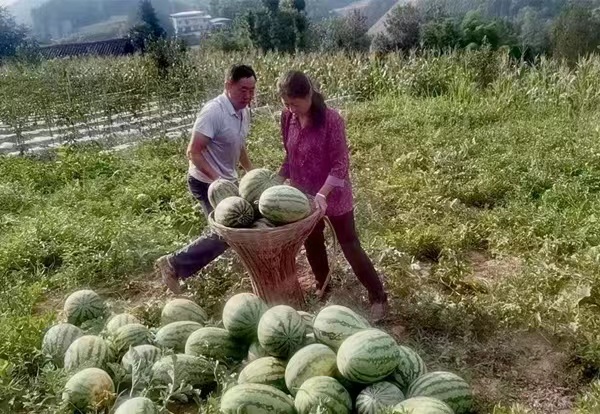 村民地里摘西瓜售賣?？椎缕紨z