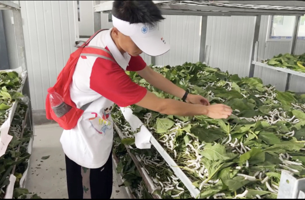 養(yǎng)蠶體驗(yàn)。重慶工程職業(yè)技術(shù)學(xué)院供圖