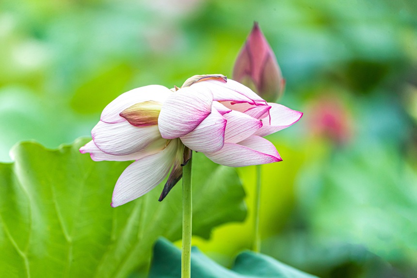 中江村荷花園并蒂蓮。瞿明斌攝