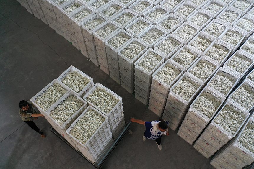 工人將烘烤好的夏蠶入庫(kù)。楊敏攝