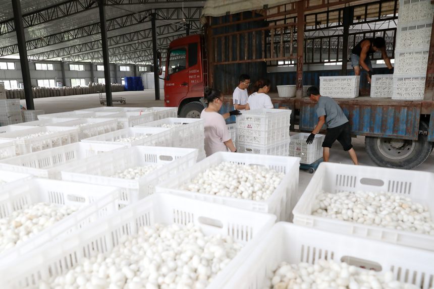 工人將烘烤好的夏蠶入庫(kù)。楊敏攝