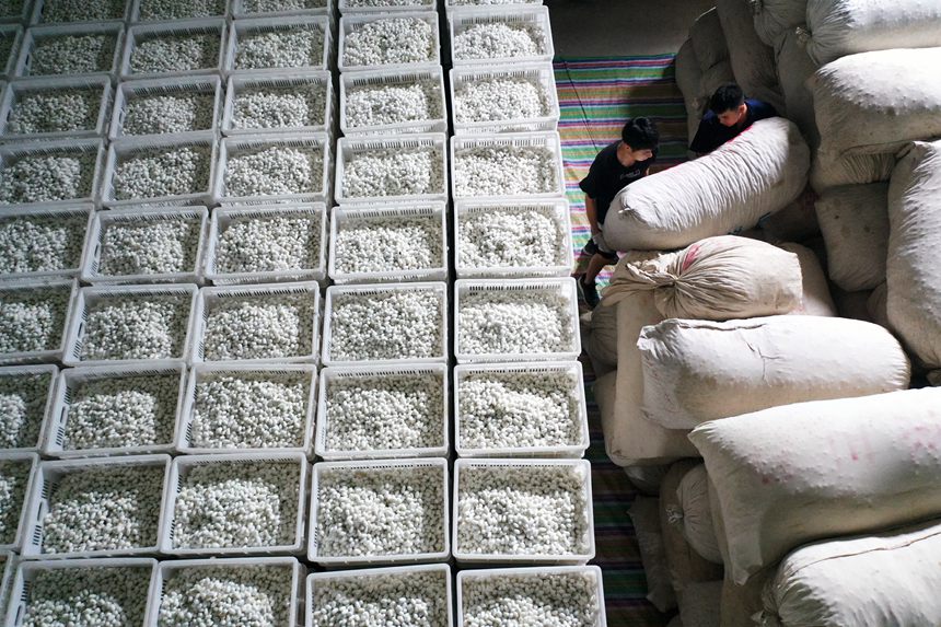 工人將烘烤好的夏蠶入庫。楊敏攝