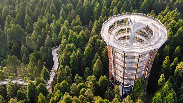 樹頂漫步。武隆區(qū)融媒體中心供圖