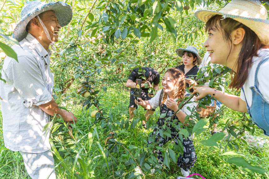 南川區(qū)豐巖鄉(xiāng)峰勝果園直播銷售李子。瞿明斌攝