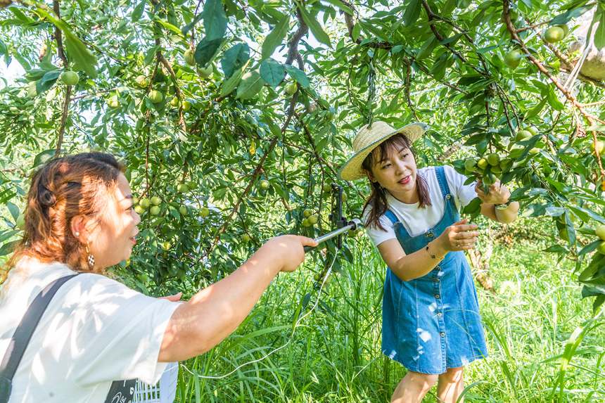 南川區(qū)豐巖鄉(xiāng)峰勝果園直播銷售李子。瞿明斌攝