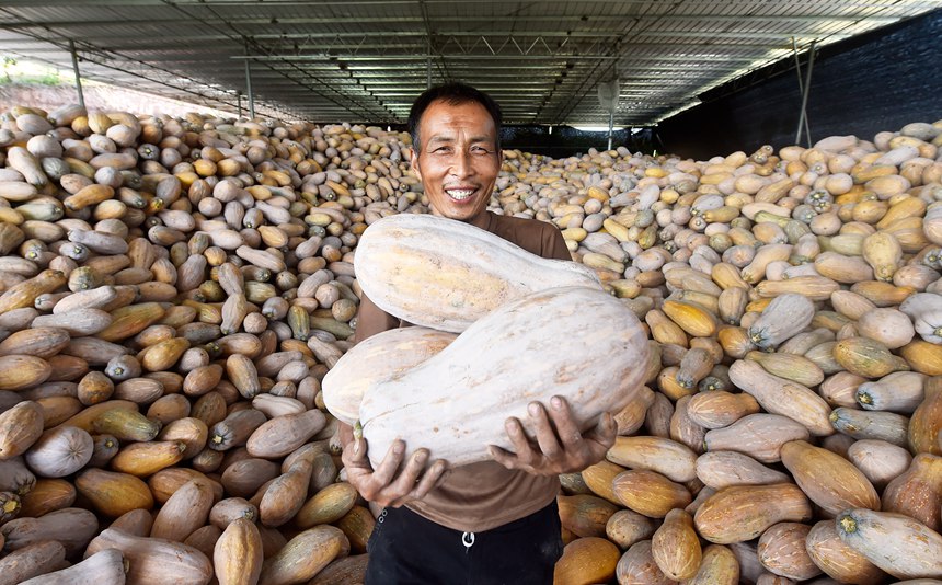 南瓜豐收，村民開心極了。黃河攝