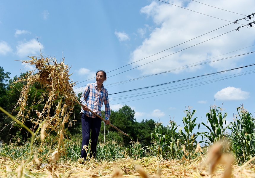青羊鎮(zhèn)興園村村民在晾曬黃豆。黃河攝