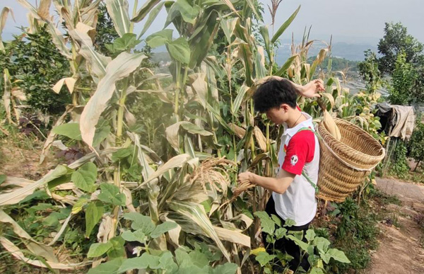 成員在山上幫老人采摘玉米。重慶工程職業(yè)技術(shù)學(xué)院供圖