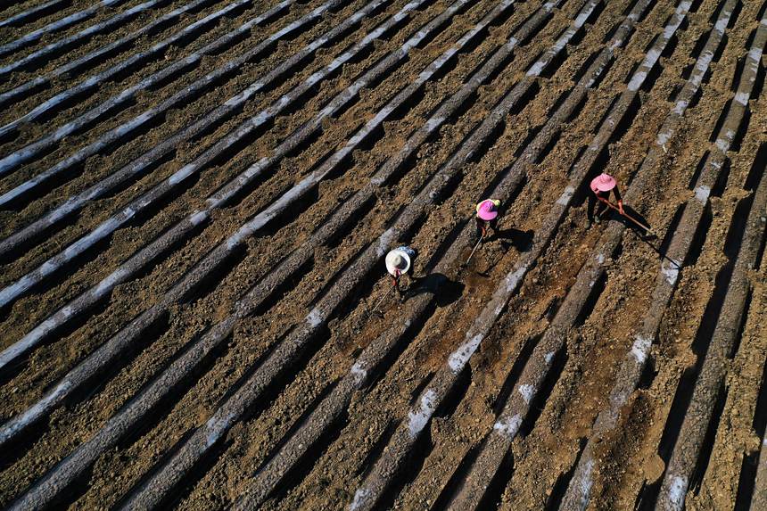 黔江區(qū)鵝池鎮(zhèn)方家村牧草種植基地。楊敏攝