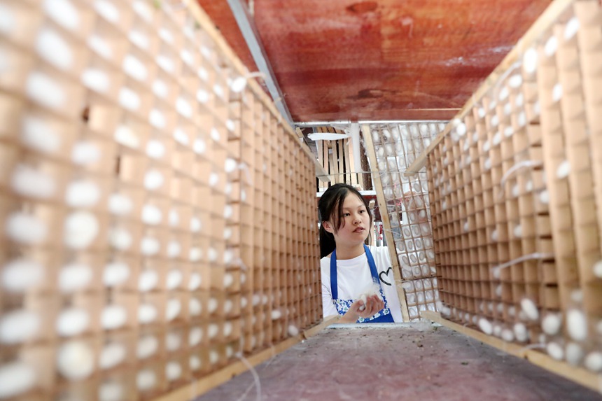 村民在光伏養(yǎng)蠶大棚內(nèi)采摘蠶繭。楊敏攝