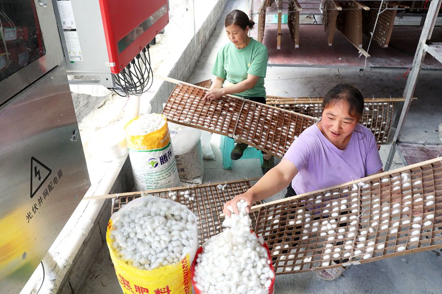 村民在光伏養(yǎng)蠶大棚內采摘蠶繭。楊敏攝