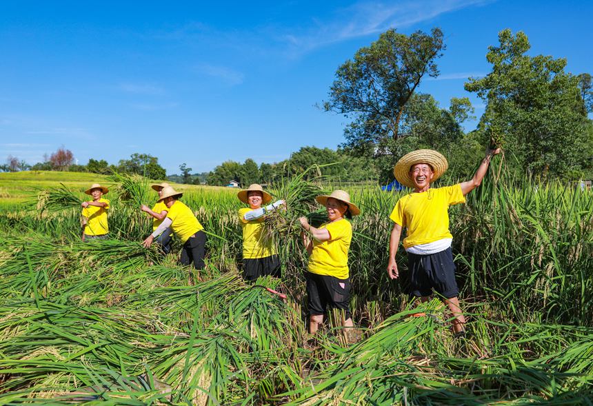 稻農(nóng)曬豐收。向成國攝