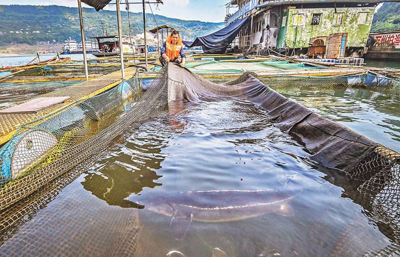 長(zhǎng)江上游珍稀特有魚類國(guó)家級(jí)自然保護(hù)區(qū)野化馴養(yǎng)基地，工作人員正在查看長(zhǎng)江鱘生長(zhǎng)情況。（攝于4月20日）首席記者 龍帆 攝/視覺(jué)重慶