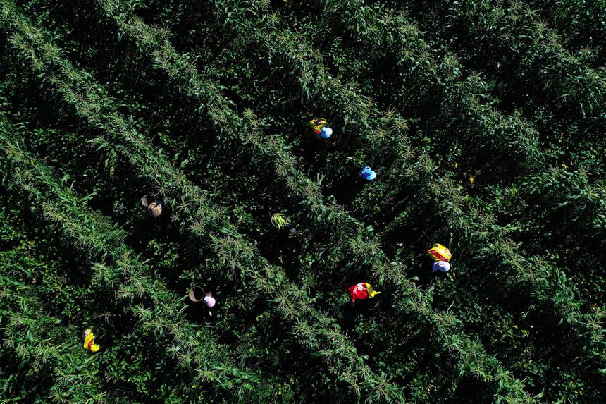 蒼嶺鎮(zhèn)太和村玉米復(fù)合種植基地。楊敏攝
