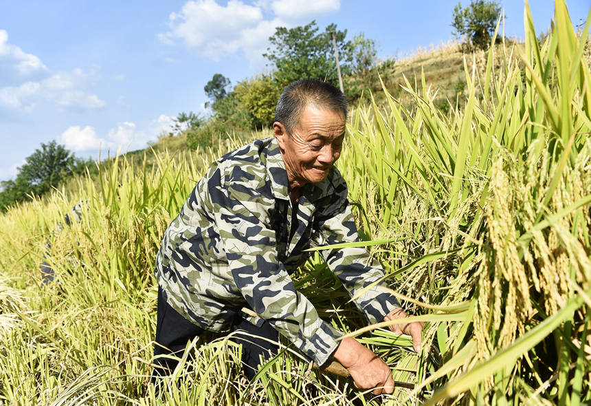 豐收了，村民笑哈哈。黃河攝