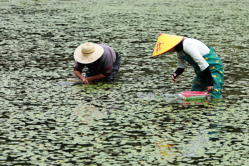 村民在田間采摘莼菜。趙軍攝